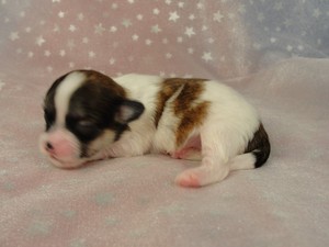 Female Shih tzu Bichon puppy for sale 2012 Iowa Breeder with teddy bear puppies ready July 2012